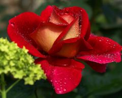 Tapeta Nature Flowers 136.jpg